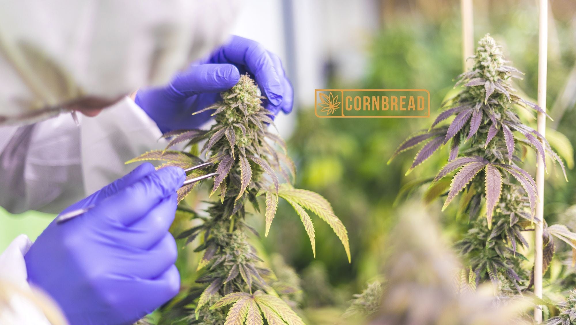 CBD Allergy: Can You Be Allergic To CBD?