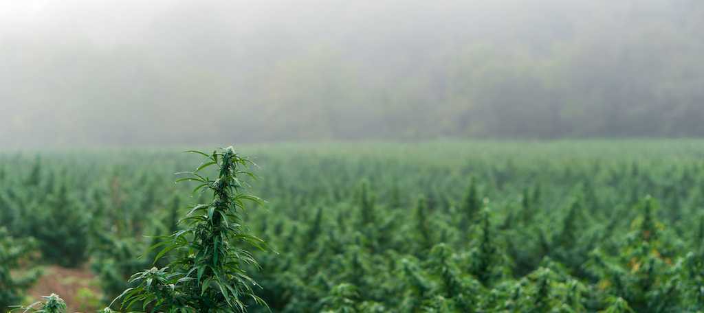 cbn how is it different from cbd