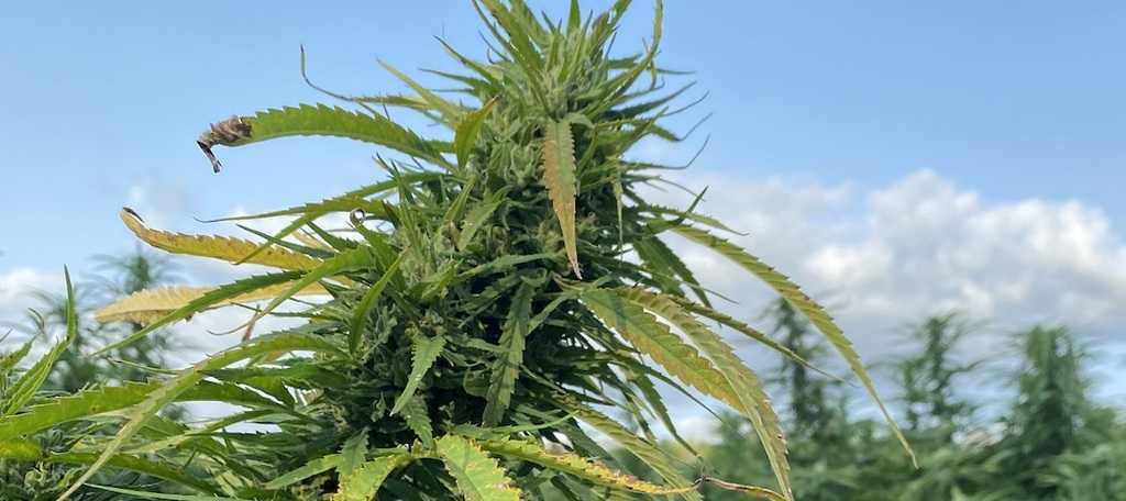 is cbd legal in utah