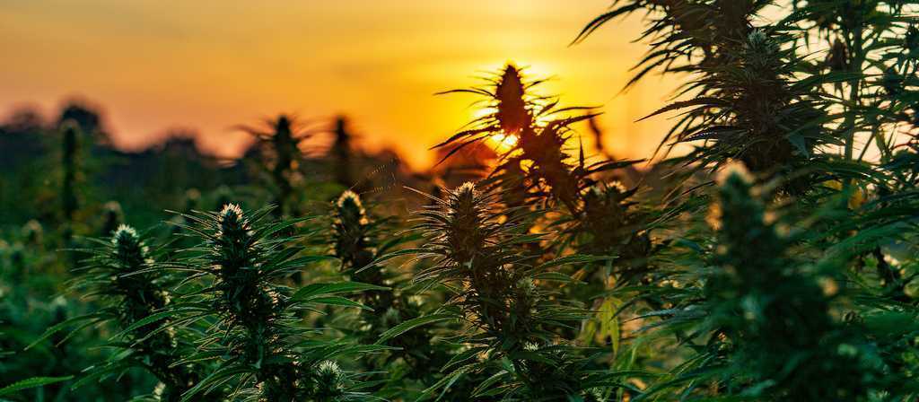 cbd on amazon