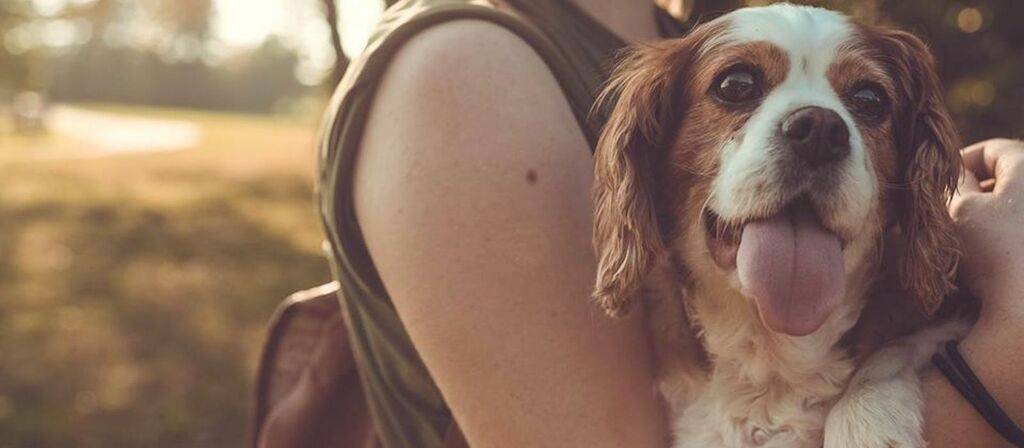 how much cbd oil do i give my dog