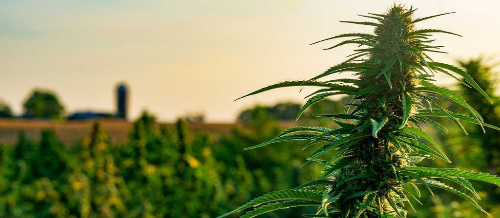Organic vs Non-Organic CBD Oil