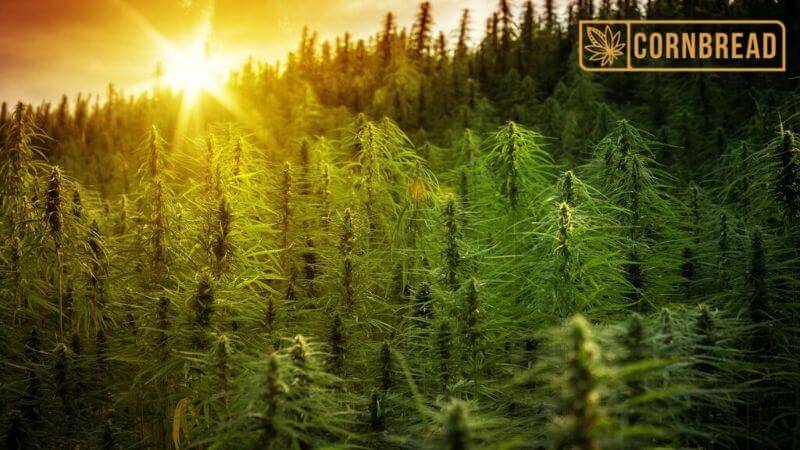 How Old Do You Have to be to Buy CBD?
