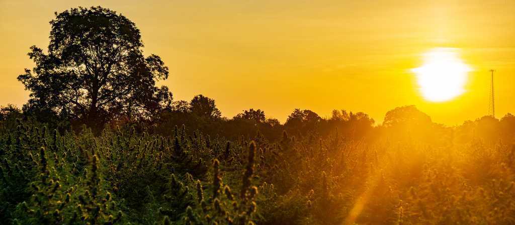 what is full spectrum cbd
