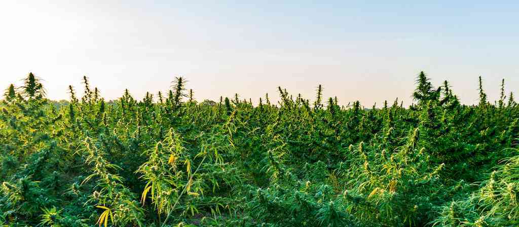 how is full spectrum cbd oil made