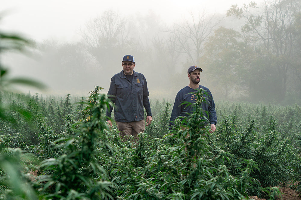 local CBD oil