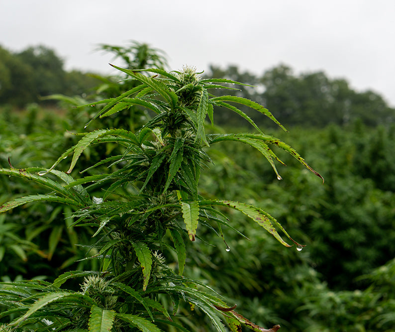 kentucky hemp