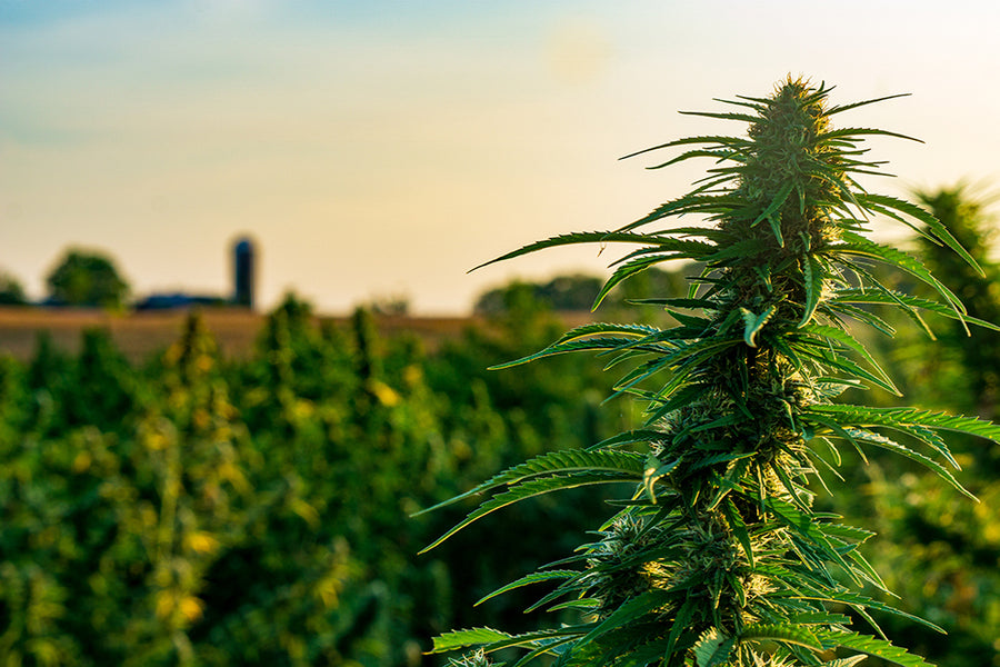 natural CBD
