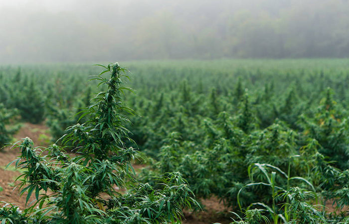 cbd made in America