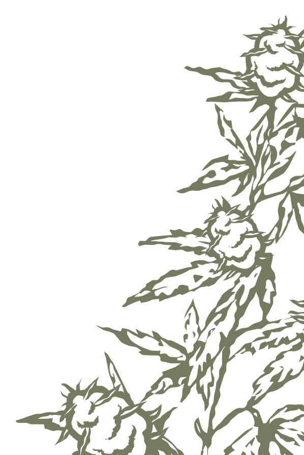 watermelon plant