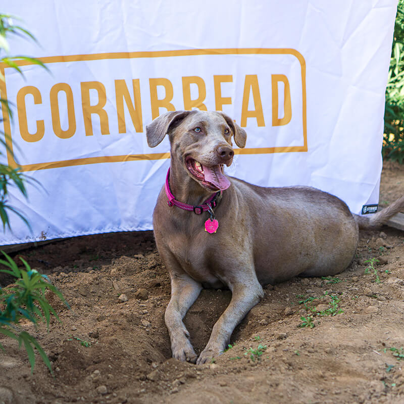 cbd oil for aging dogs