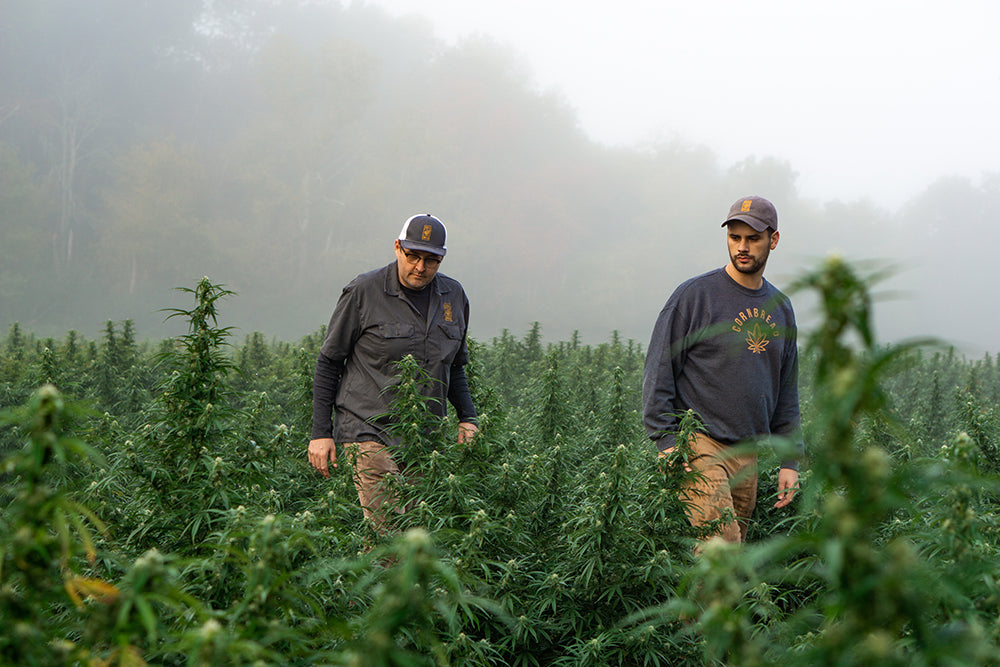 cornbread cbd